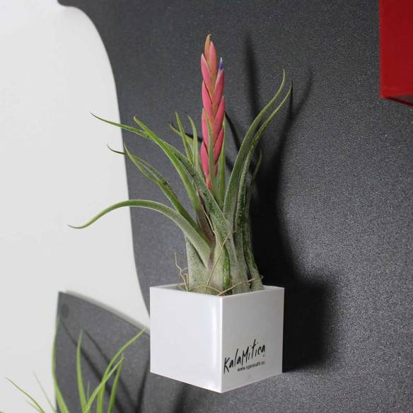 Kalamitica Cubo Magnetico 3,5 cm con Tillandsia Caput Medusae