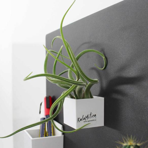 Kalamitica Cubo Magnetico 3,5 cm con Tillandsia Caput Medusae Consegna Veloce
