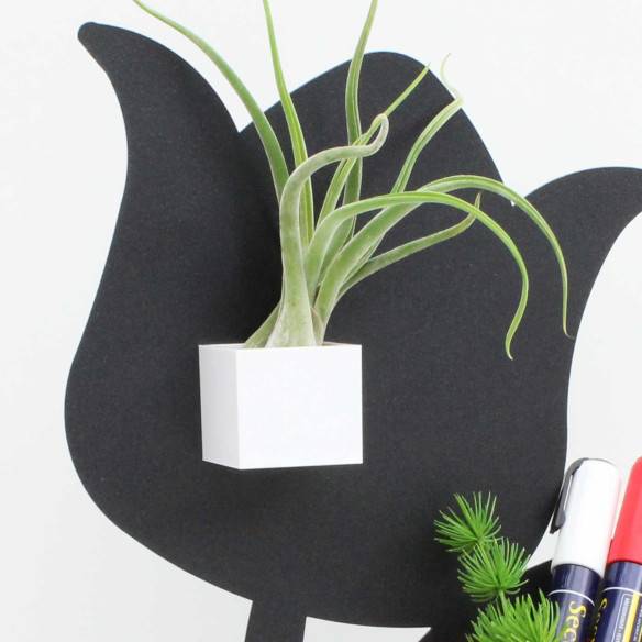 Kalamitica Cubo Magnetico 3,5 cm con Tillandsia Caput Medusae Consegna Veloce