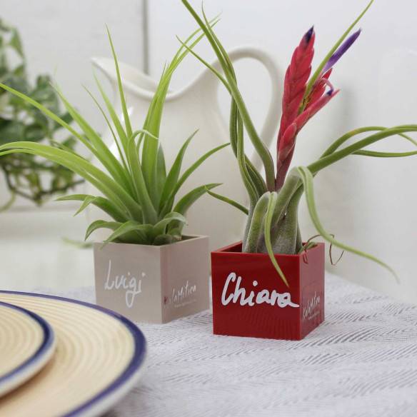 Kalamitica Cubo Magnetico 3,5 cm con Tillandsia Caput Medusae Consegna Veloce