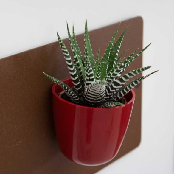 Kalamitica Boule Magnetica Ø 6 cm con Haworthia Big Band Promozione Limitata