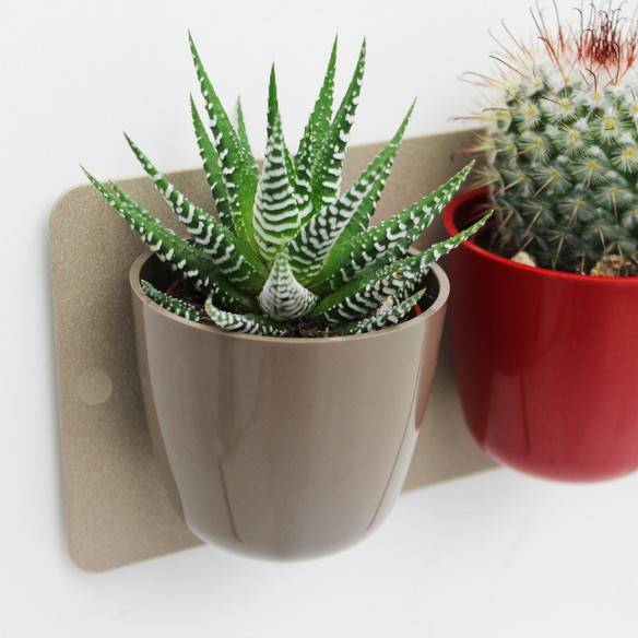 Kalamitica Boule Magnetica Ø 6 cm con Haworthia Big Band Promozione Limitata