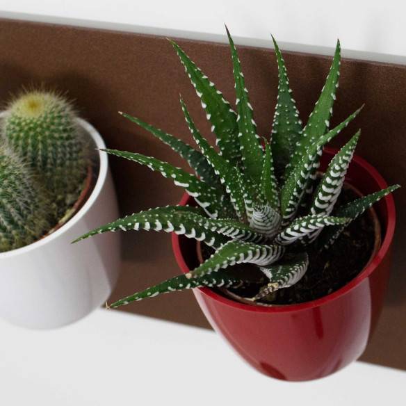 Kalamitica Boule Magnetica Ø 6 cm con Haworthia Big Band Promozione Limitata