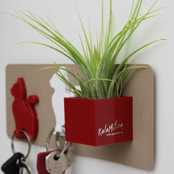 Kalamitica Cubo Magnetico 3,5 cm con Tillandsia Ionantha Fino Al -60%