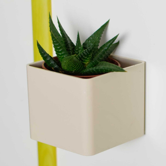 Kalamitica Boule Magnetica Ø 6 cm con Haworthia Limifolia Shopping Online