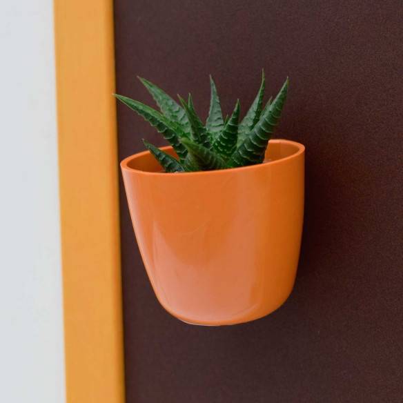 Kalamitica Boule Magnetica Ø 6 cm con Haworthia Limifolia Shopping Online