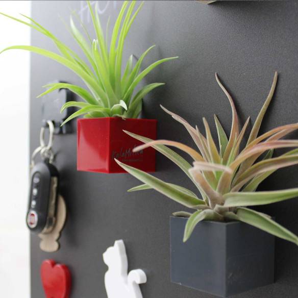 Kalamitica Cubo Magnetico 3,5 cm con Tillandsia Velutina Affare Del Giorno