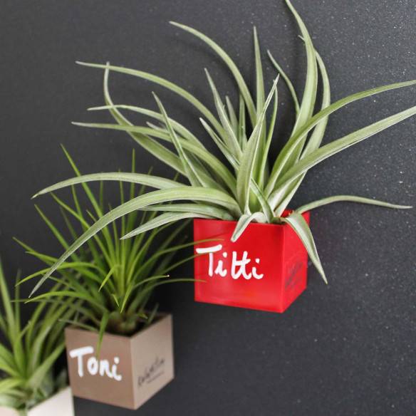 Kalamitica Cubo Magnetico 3,5 cm con Tillandsia Velutina Affare Del Giorno