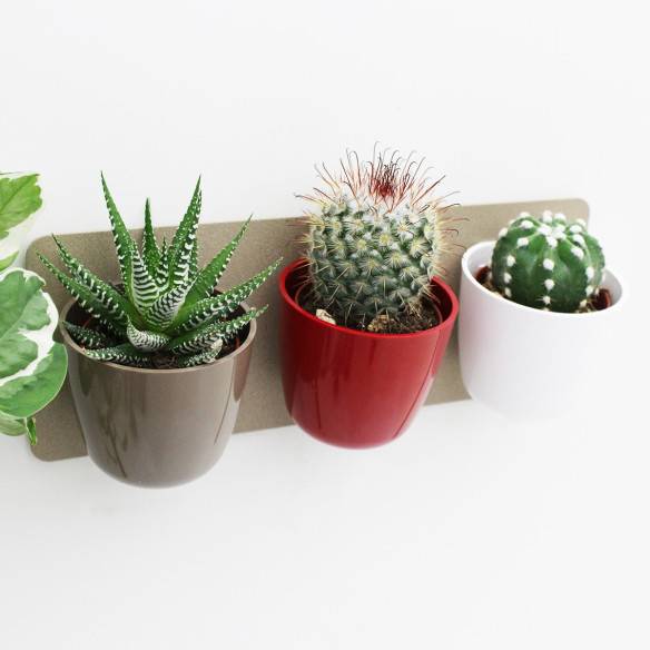 Kalamitica KIT GREEN TRIS, Idea Regalo con Piante Grasse Prezzo Ridotto