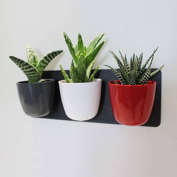 Kalamitica KIT GREEN TRIS, Idea Regalo con Piante Grasse Prezzo Ridotto