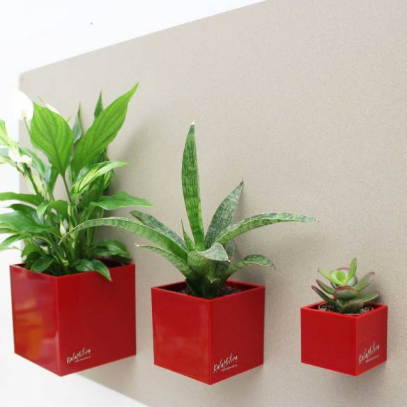 Kalamitica Cubo Magnetico 6 cm Convenienza