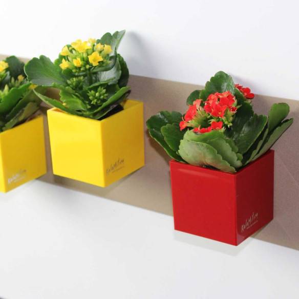 Kalamitica Cubo Magnetico 6 cm Convenienza