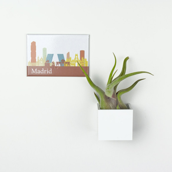 Kalamitica Calamita MADRID e Cubo con Tillandsia Caput Medusae