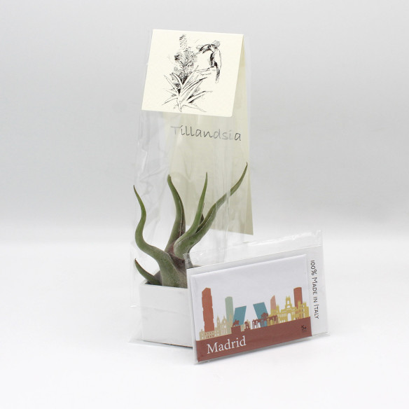 Kalamitica Calamita MADRID e Cubo con Tillandsia Caput Medusae Italia