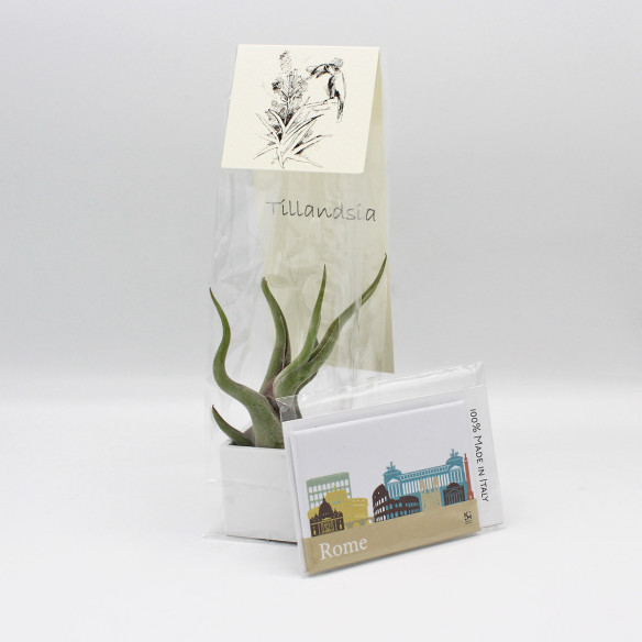 Kalamitica Calamita ROMA e Cubo con Tillandsia Caput Medusae Qualità