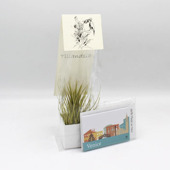 Kalamitica Calamita VENEZIA e Cubo con Tillandsia Ionantha In Linea