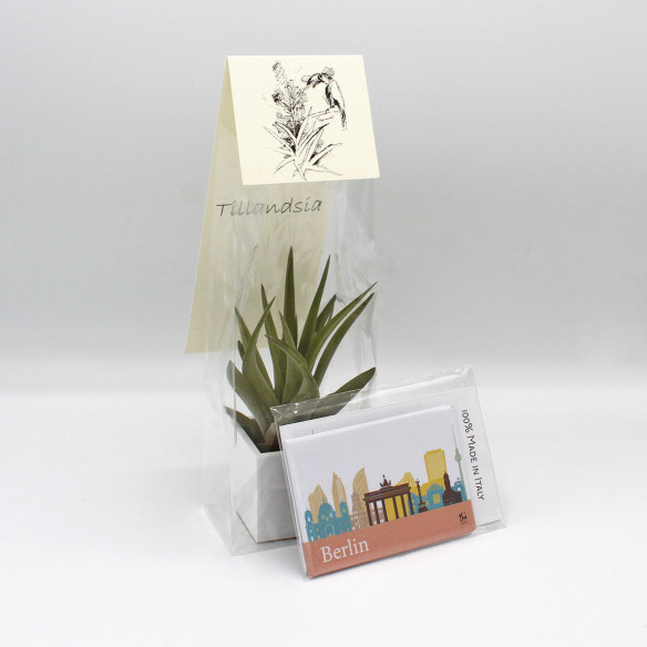 Kalamitica Calamita BERLINO e Cubo con Tillandsia Velutina Promozione