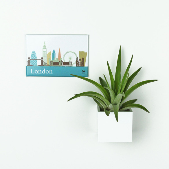 Kalamitica Calamita LONDRA e Cubo con Tillandsia Velutina Spedizione Gratuita