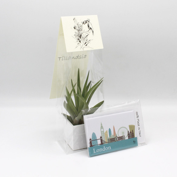 Kalamitica Calamita LONDRA e Cubo con Tillandsia Velutina Spedizione Gratuita