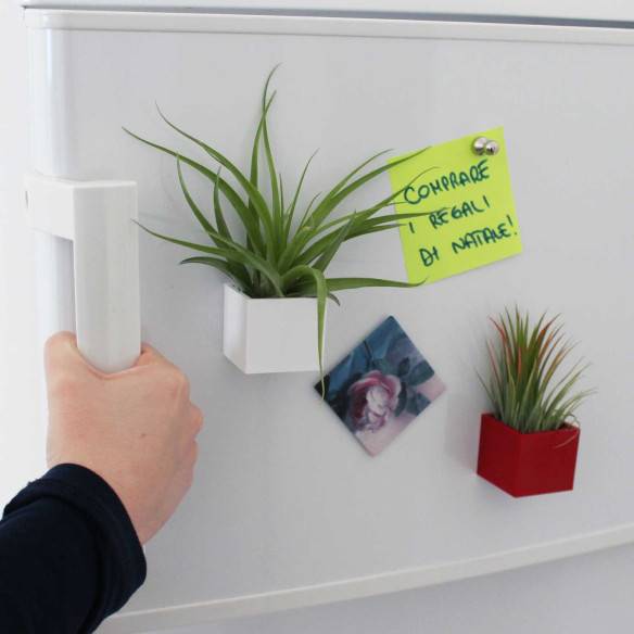 Kalamitica Cubo Magnetico 3,5 cm con Tillandsia Multiflora Pezzi Unici