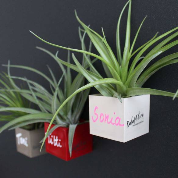 Kalamitica Cubo Magnetico 3,5 cm con Tillandsia Multiflora Pezzi Unici