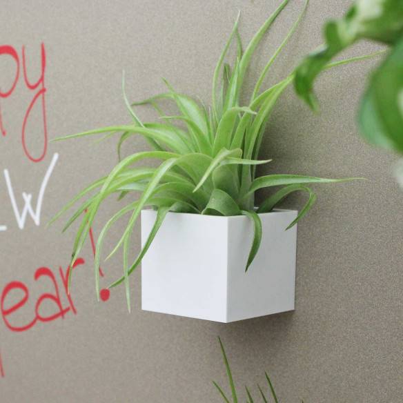 Kalamitica Cubo Magnetico 3,5 cm con Tillandsia Multiflora Pezzi Unici