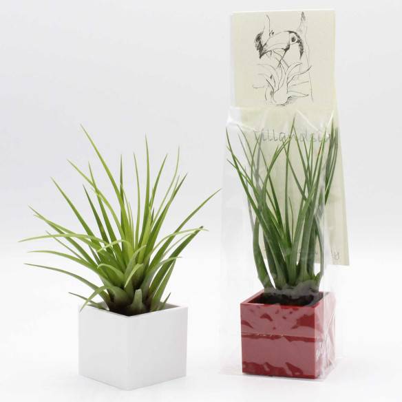 Kalamitica Cubo Magnetico 3,5 cm con Tillandsia Melanocrater Soddisfazione Garantita
