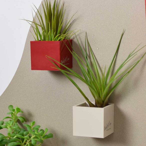 Kalamitica Cubo Magnetico 3,5 cm con Tillandsia Melanocrater Soddisfazione Garantita