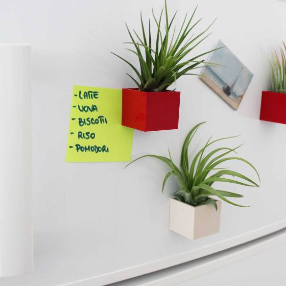 Kalamitica Cubo Magnetico 3,5 cm con Tillandsia Melanocrater Soddisfazione Garantita