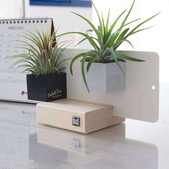 Kalamitica KIT EVERGREEN, Soprammobile Soggiorno con Piante Qualità Garantita