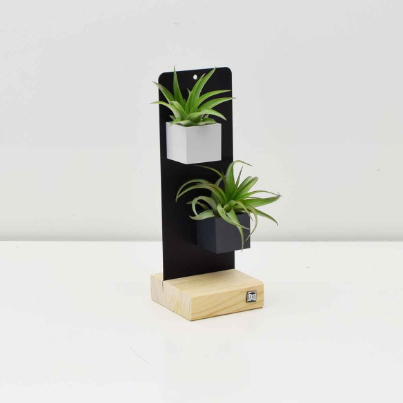 Kalamitica KIT EVERGREEN, Soprammobile Soggiorno con Piante Qualità Garantita
