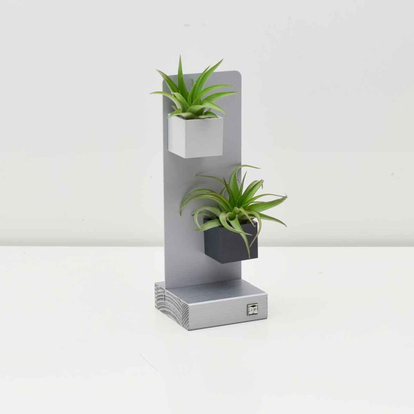 Kalamitica KIT EVERGREEN, Soprammobile Soggiorno con Piante Qualità Garantita