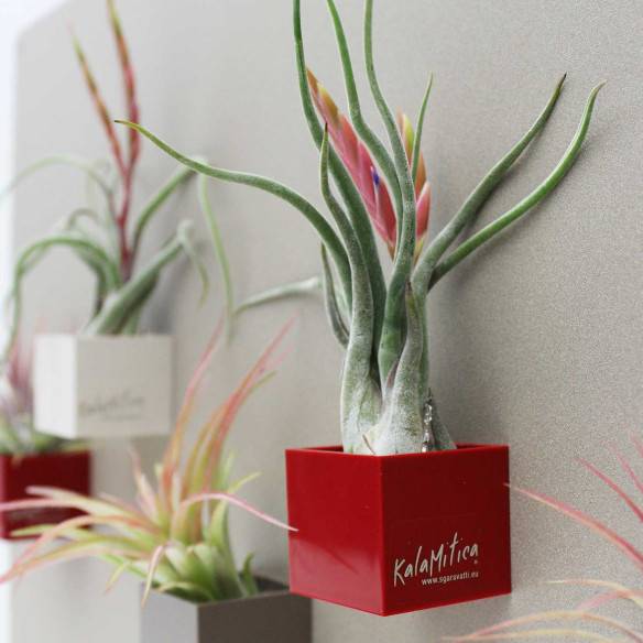 Kalamitica Tillandsia Caput Medusae Acquista Ora