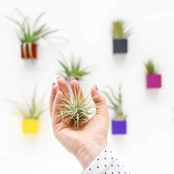 Kalamitica Tillandsia Ionantha
