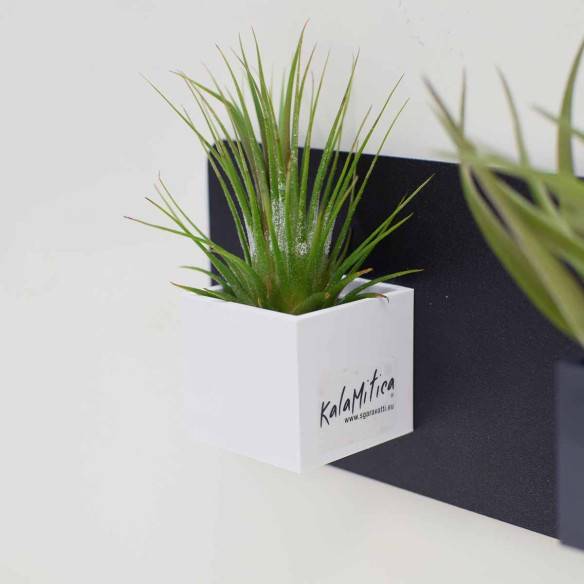 Kalamitica Tillandsia Ionantha Consegna Veloce
