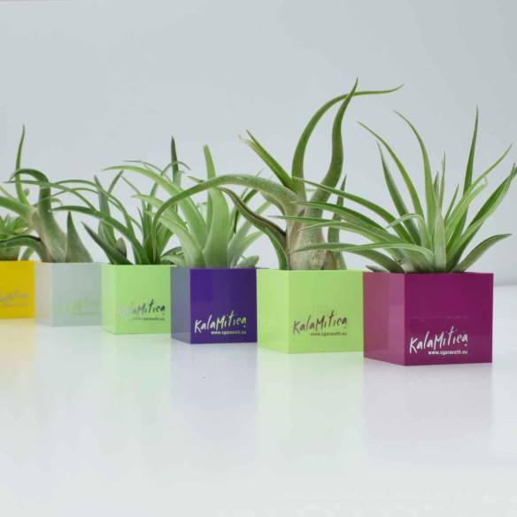 Kalamitica Tillandsia Ionantha Consegna Veloce