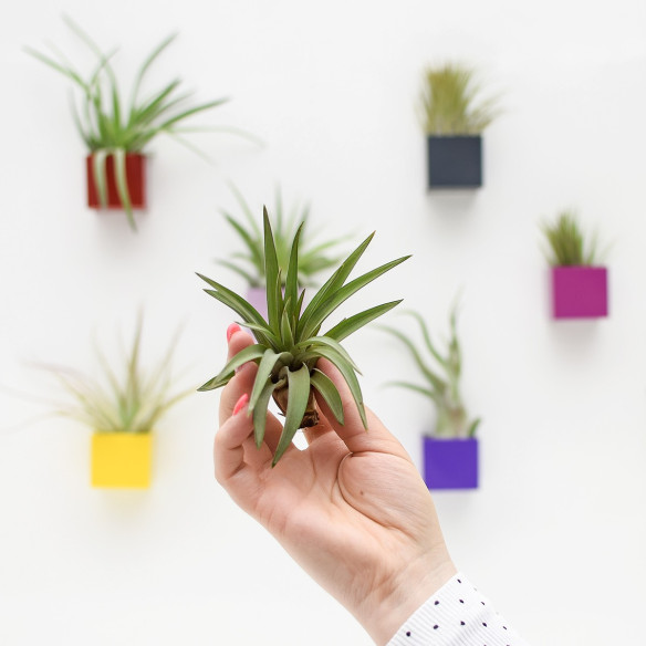 Kalamitica Tillandsia Velutina Promozione Limitata