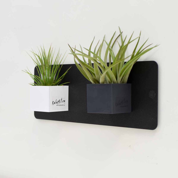 Kalamitica Tillandsia Velutina Promozione Limitata