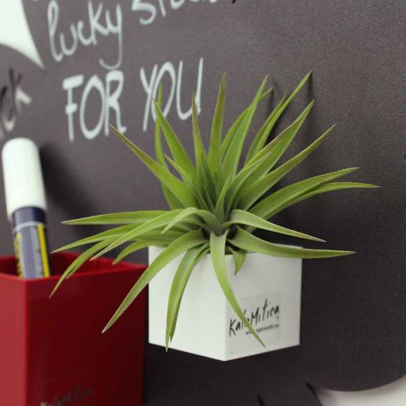 Kalamitica Tillandsia Velutina Promozione Limitata