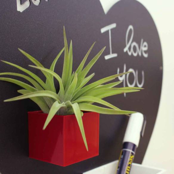Kalamitica Tillandsia Velutina Promozione Limitata