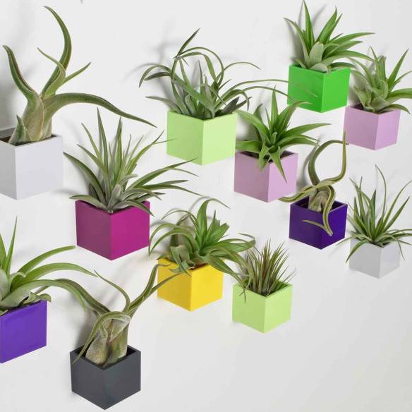 Kalamitica Tillandsia Velutina Promozione Limitata