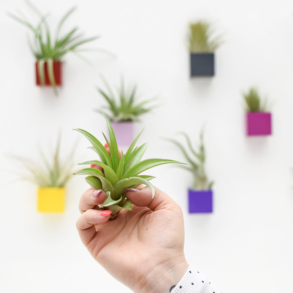 Kalamitica Tillandsia Multiflora Fino Al -60%