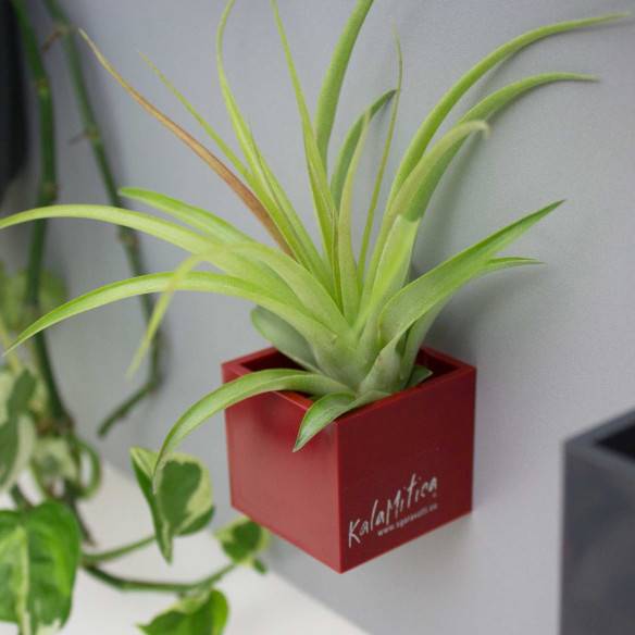 Kalamitica Tillandsia Multiflora Fino Al -60%