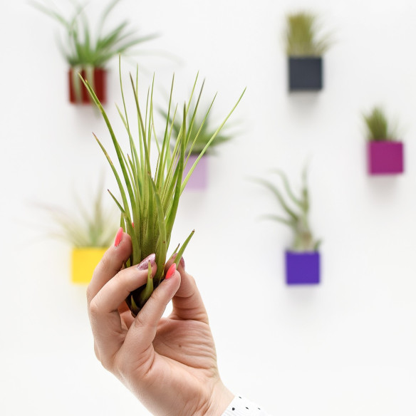 Kalamitica Tillandsia Melanocrater Shopping Online