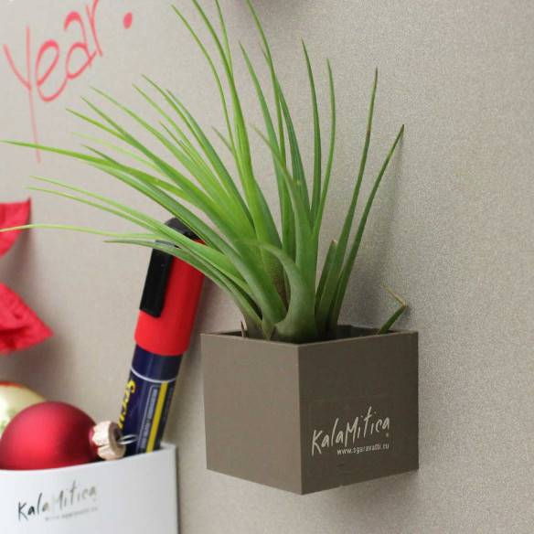 Kalamitica Tillandsia Melanocrater Shopping Online