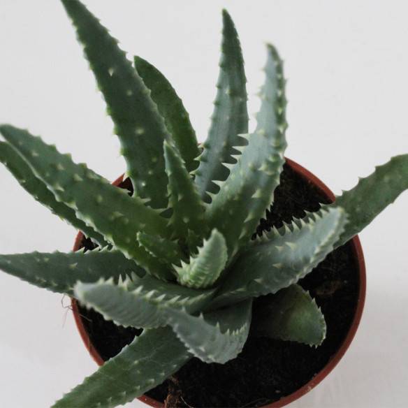Kalamitica Aloe Humilis Affare Del Giorno