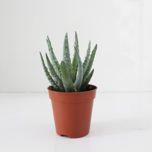 Kalamitica Aloe Humilis Affare Del Giorno