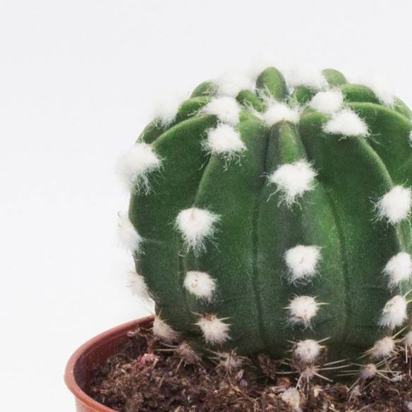 Kalamitica Echinopsis Subdenudata Prezzo Ridotto