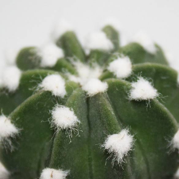 Kalamitica Echinopsis Subdenudata Prezzo Ridotto