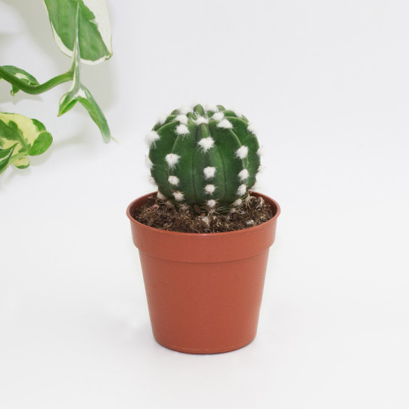 Kalamitica Echinopsis Subdenudata Prezzo Ridotto